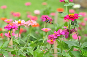 flowers in the garden with bee