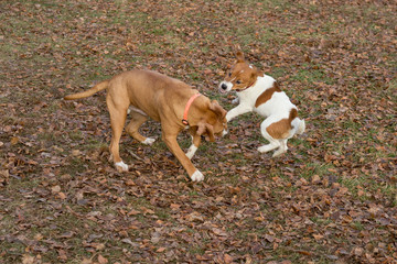 Jack russell terrier puppy and american staffordshire terrier puppy are playing in the autumn park....