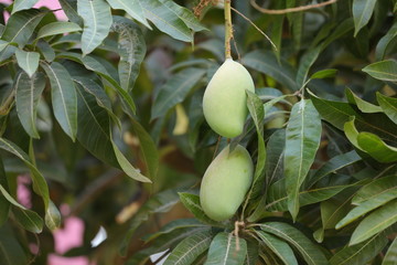 Fresh green mango fruit on tree branch 