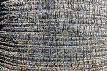 Fototapeta premium Palm tree texture. Trunk of a palm tree close up. Background from the texture of the trunk of a palm tree.