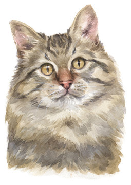 Water colour painting of Siberian cat 021
