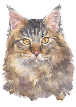 Water colour painting of Maine Coon Cat 023