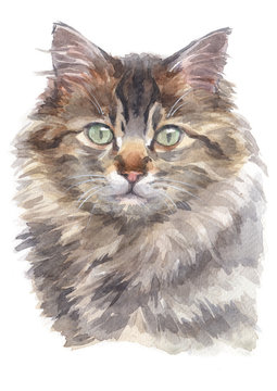Water colour painting of Maine Coon Cat 024