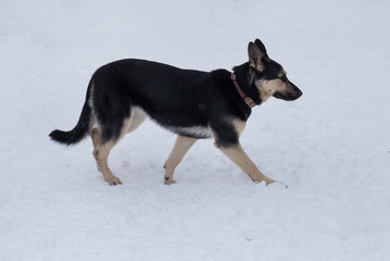 East european shepherd is walking on a white snow in the winter park. Pet animals.