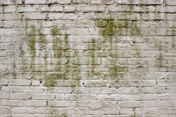 background of white bricks, with green drips and moss