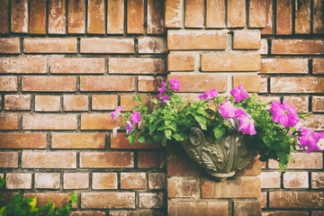 flowers pot on the wall