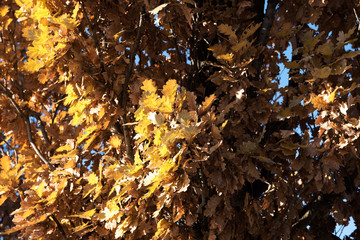 Autumn tree leaves in the Park