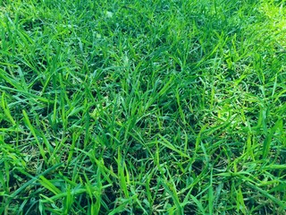 background of green lawn