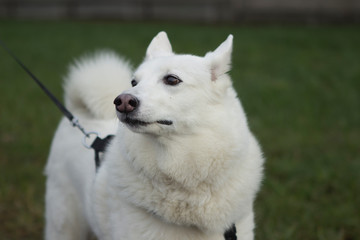 Non-Pull, Dog Harnesses. White beautiful dog West Siberian Laika walks on the grass.