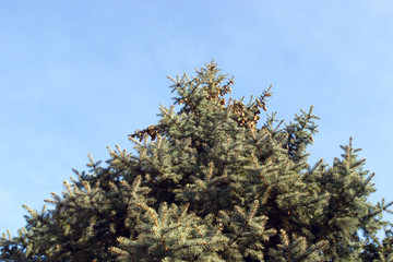top of spruce and cones. blue sky and no snow