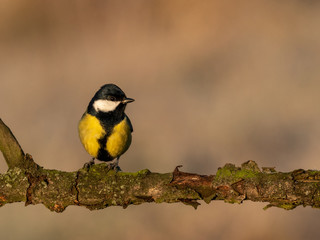 Naklejka premium Beautiful nature scene with Great tit (Parus major). Wildlife shot of Great tit (Parus major) on branch. Great tit (Parus major) in the nature habitat.