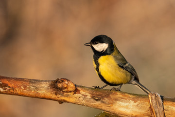 Obraz na płótnie Canvas Beautiful nature scene with Great tit (Parus major). Wildlife shot of Great tit (Parus major) on branch. Great tit (Parus major) in the nature habitat.