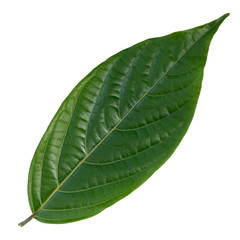 Green leaves isolated on white background. With clipping path.