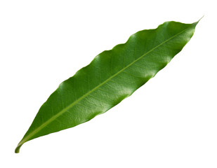 Fototapeta na wymiar Green leaves of Canarium Pimela or Chinese Black Olive isolated on white background with clipping path for design elements.