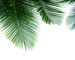 Tropical coconut palm leaves isolated on white background