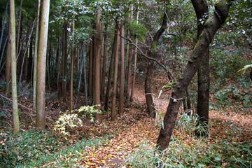 落ち葉に覆われた山道 © 木村　亨