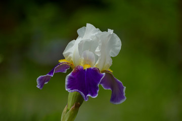 White-purple iris