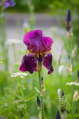 Deep-Purple iris