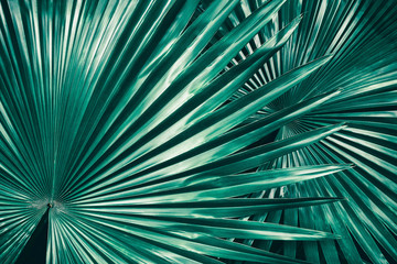 Obraz na płótnie Canvas tropical foliage, big palm leaf in rainforest , nature background 