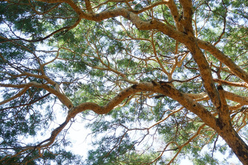 bottom view of branches of Acacia tree in day time with sunlight