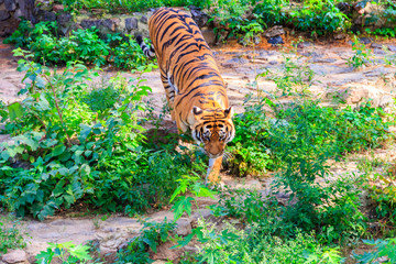 Portrait of a tiger (Panthera tigris)