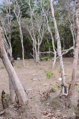 old tree in the forest