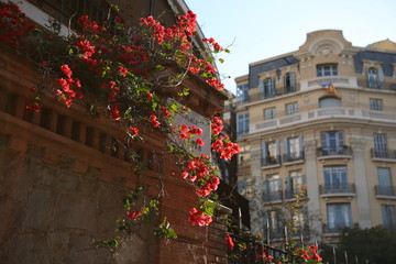2019, Barcelona, Spain, flowers on the street