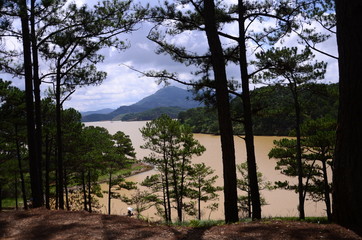 Obraz premium trees and blue sky