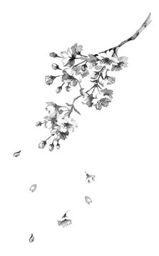 5 903 件の最適な 桜散る 画像 ストック写真 ベクター Adobe Stock