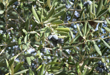 olive tree in a garden