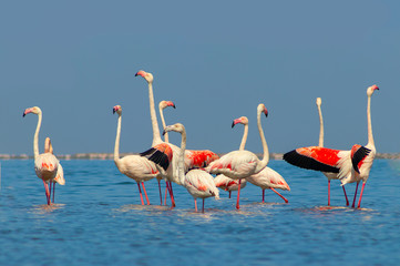 Wild african birds. Group of African white flamingo birds and their reflection on the blue water. Walvis bay, Namibia, Africa