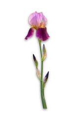 Isolaned Flower ror pattern. Iris