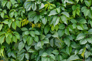 Green hedge, hedgerow. Liana on the wall, fence. Creeper, vine background. Wild leaves pattern.