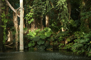 rainfall in the rainforest