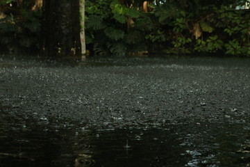 rainfall in the rainforest