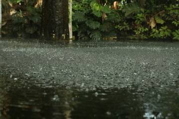 Obraz na płótnie Canvas rainfall in the rainforest