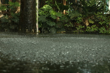 rainfall in the rainforest