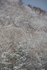山の斜面の雪で覆われた真冬の森の木