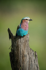 Lilac-breasted roller with catchlight on dead tree
