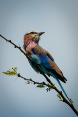 Lilac-breasted roller with catchlight on diagonal branch