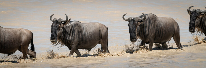 Line of four blue wildebeest crossing lake