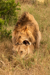 Naklejka premium Lion bites female while mating in grass
