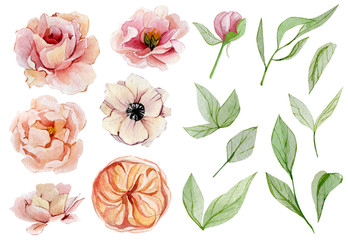 Set watercolor hand drawn elements of rose, peones, collection garden and wild flowers, leaves, branches flowers. Botanical illustration isolated on white background for wedding invintation, greeting 