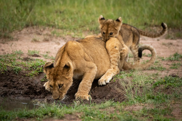 Lion cub bites another drinking from pool