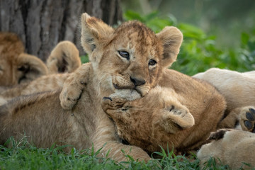 Lion cub bites another lying under tree