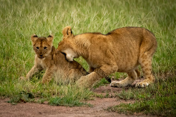 Fototapeta na wymiar Lion cub bites another sitting on grass