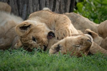 Naklejka na ściany i meble Lion cub biting another lying on grass