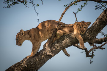 Lion cub climbing past another in tree