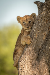 Lion cub faces camera clutching tree trunk
