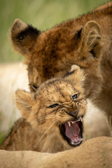 Lion cub growls at camera beside another